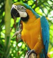 /album/arara/arara-3-jpg/